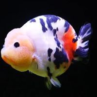金龍魚膽子小最忌三種魚