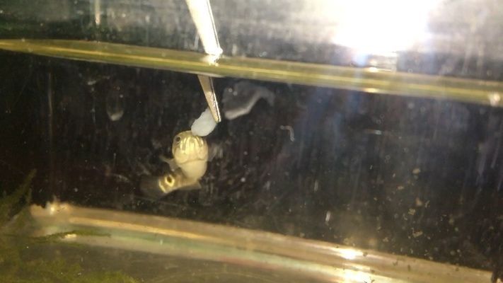 野外雷龍魚苗：關于野外雷龍魚苗的飼養和選擇需要注意以下幾點