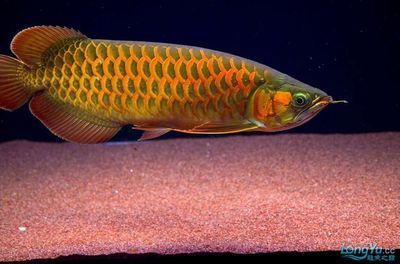 金龍魚用什么顏色的底砂好看：選擇金龍魚魚缸底砂顏色時有幾個因素需要考慮 金龍魚用什么顏色的底砂好看：選擇金龍魚魚缸底砂顏色時有幾個因素需要考慮 龍魚百科 第1張