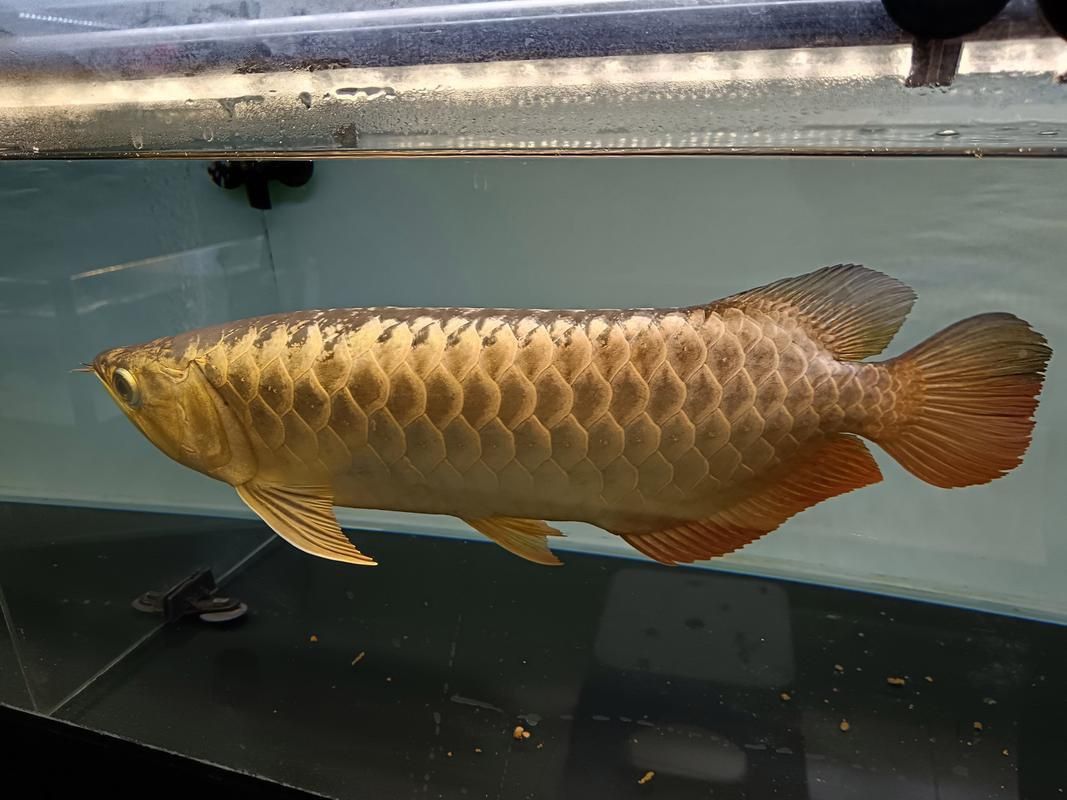 金龍過背高背的正確圖片