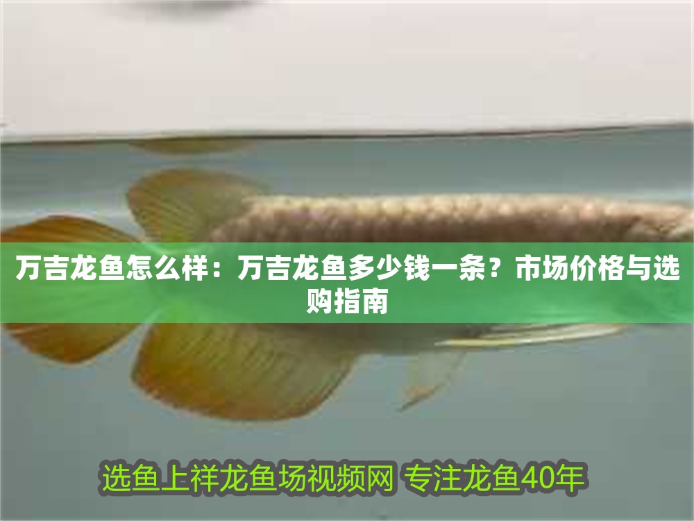 萬吉龍魚怎么樣：萬吉龍魚多少錢一條？市場價(jià)格與選購指南