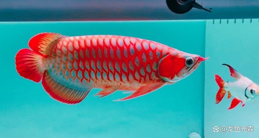 龍魚(yú)吐食后需要換水嗎？