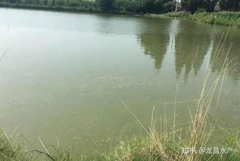 龍魚(yú)吐食后需要換水嗎？