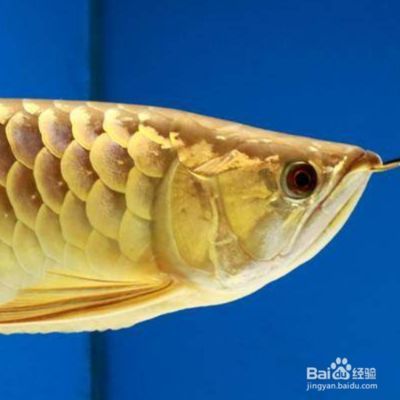 金龍魚不吃食怎么辦：金龍魚不吃東西怎么辦