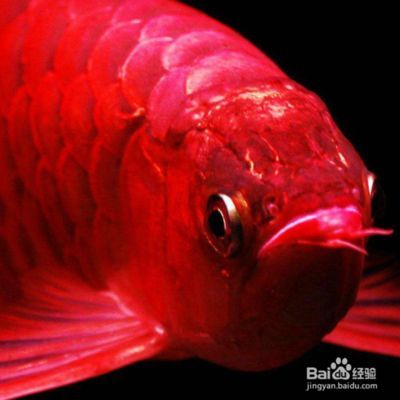 金龍魚不吃食怎么辦：金龍魚不吃東西怎么辦