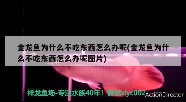 金龍魚不吃食怎么辦：金龍魚不吃東西怎么辦