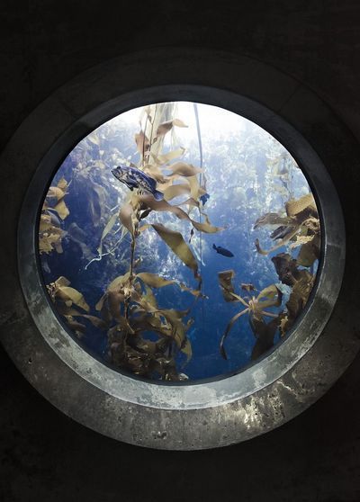 金龍魚不吃食怎么辦：金龍魚不吃東西怎么辦