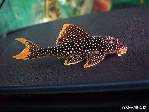 金龍魚肚皮發白是什么原因