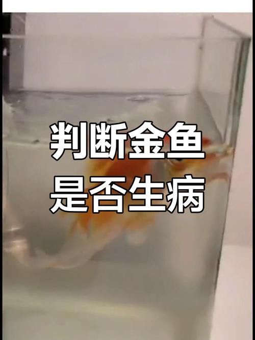 金龍魚肚皮發白是什么原因