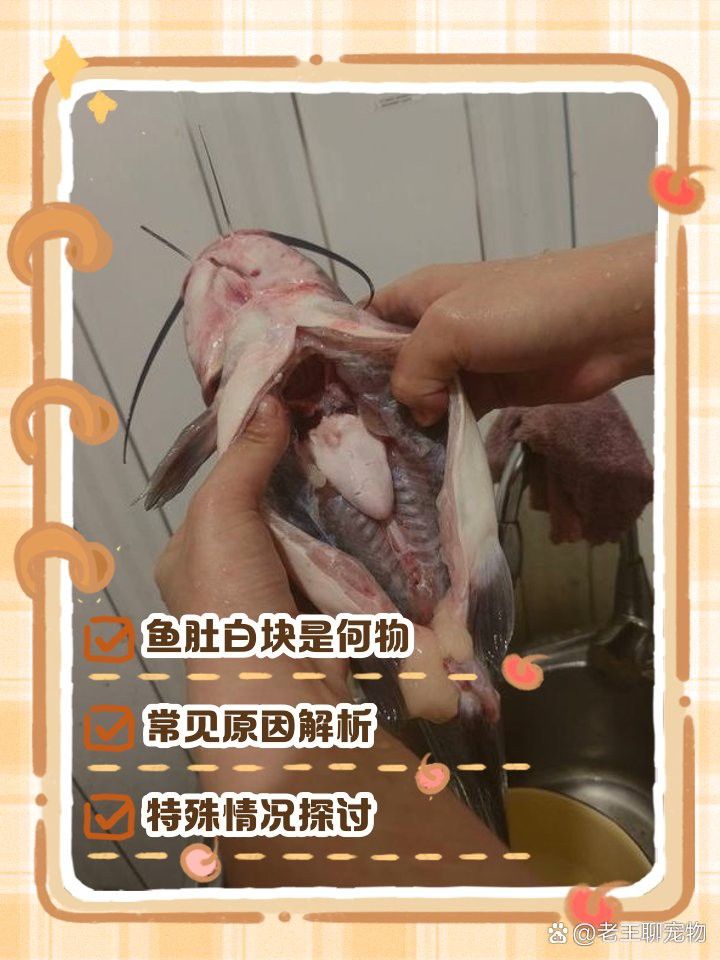 金龍魚肚皮發白是什么原因