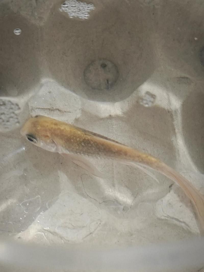 金龍魚肚皮發白是什么原因