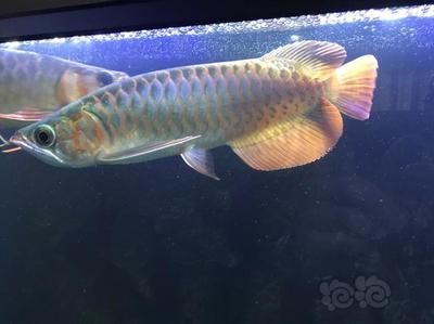 龍魚狀態不好怎么處理：當龍魚的狀態不好時