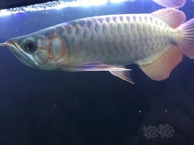 龍魚狀態不好怎么處理：當龍魚的狀態不好時