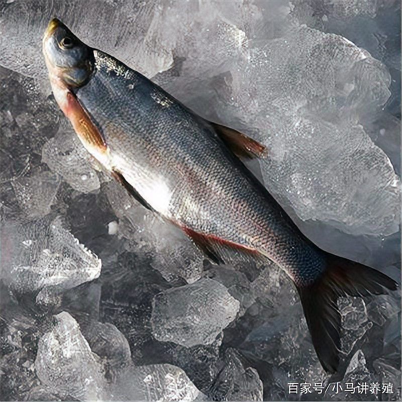 如何判斷龍魚內臟是否受損？