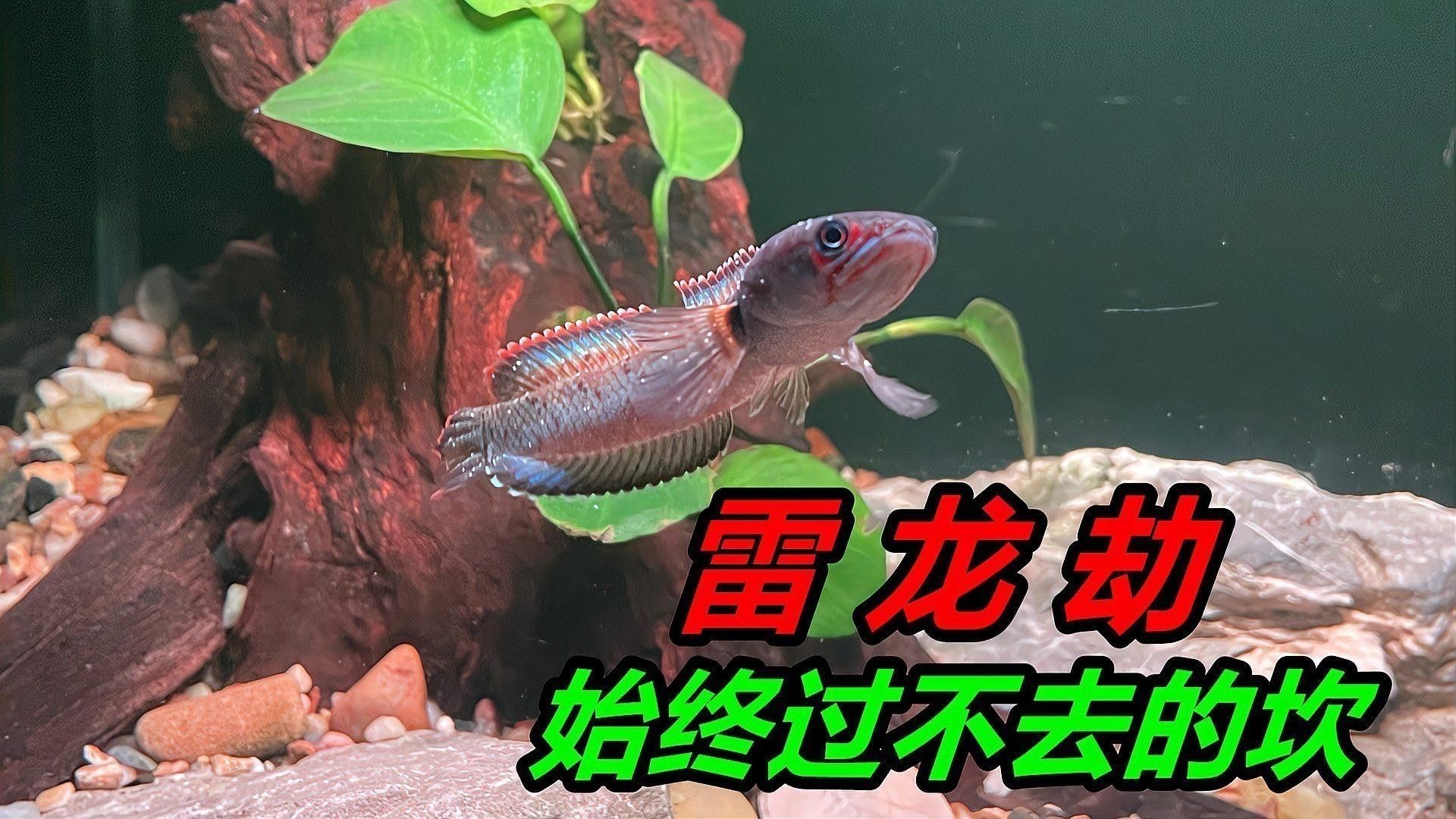 雷龍魚養什么水草