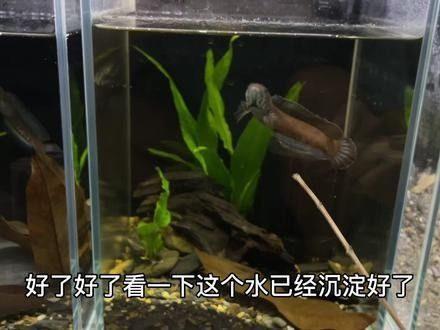 雷龍魚養什么水草