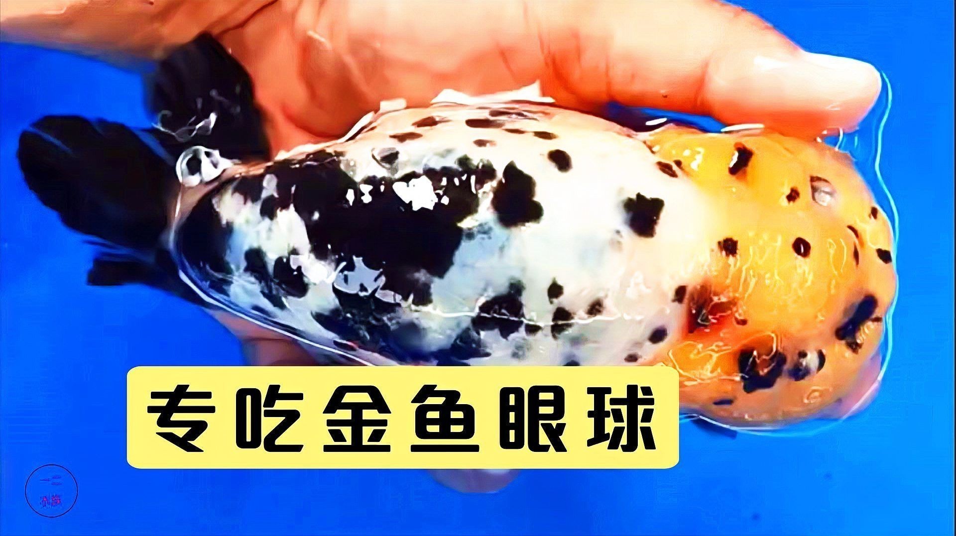 金魚和龍魚混養掉色