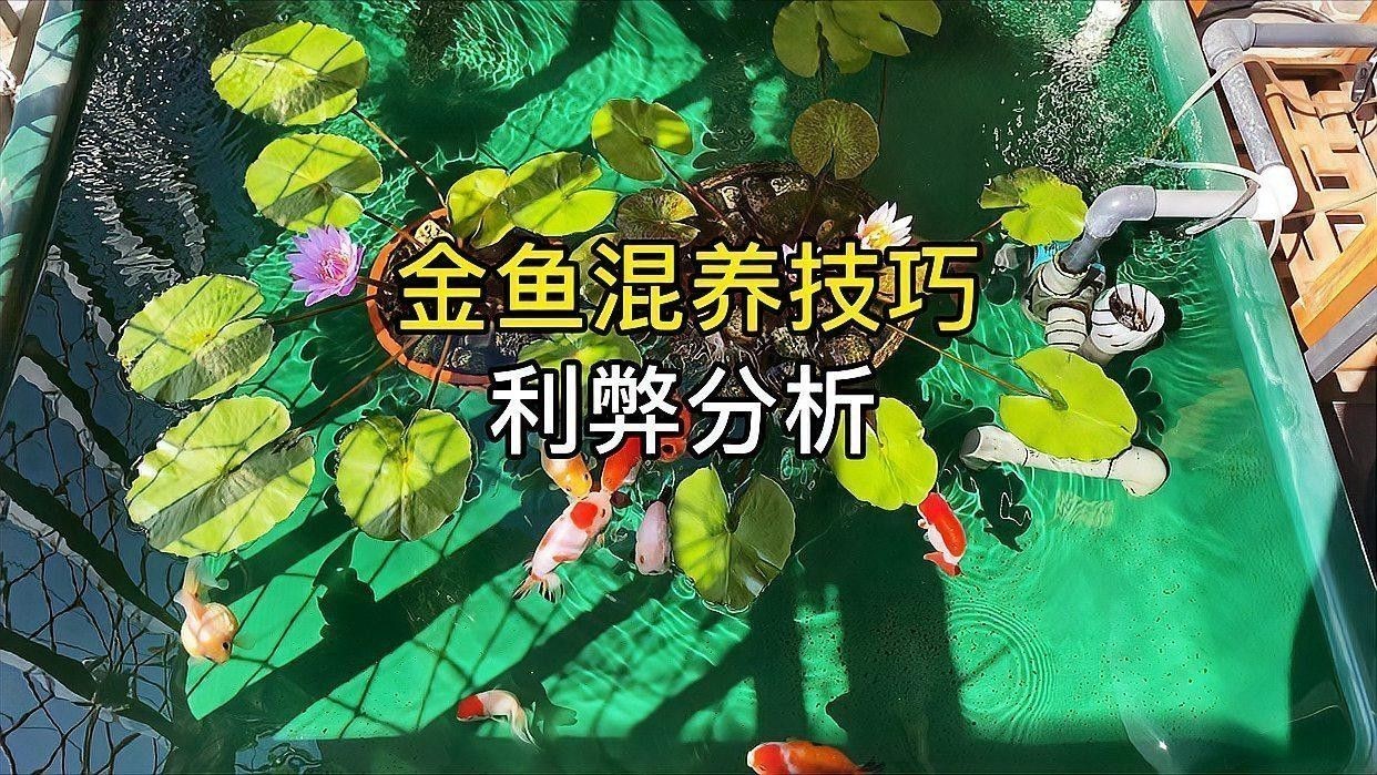 金魚和龍魚混養掉色