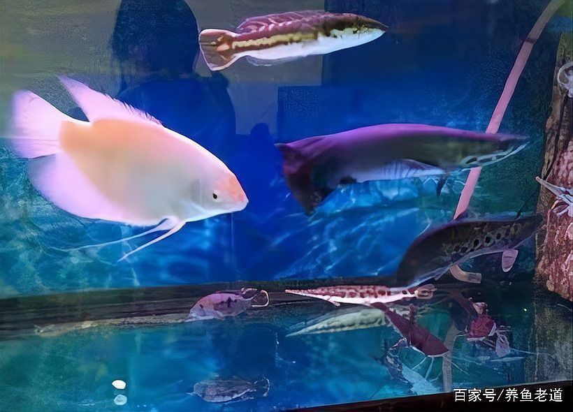 金魚和龍魚混養掉色