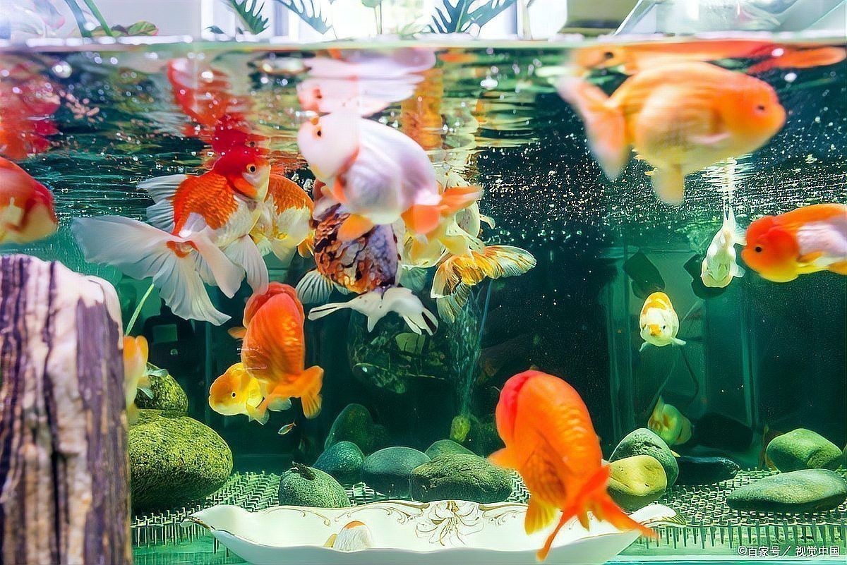 金魚和龍魚混養掉色