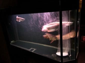 金龍魚缸寬度多少合適養：金龍魚缸寬度多少合適養金龍魚缸寬度多少合適 金龍魚缸寬度多少合適養：金龍魚缸寬度多少合適養金龍魚缸寬度多少合適 龍魚百科 第2張