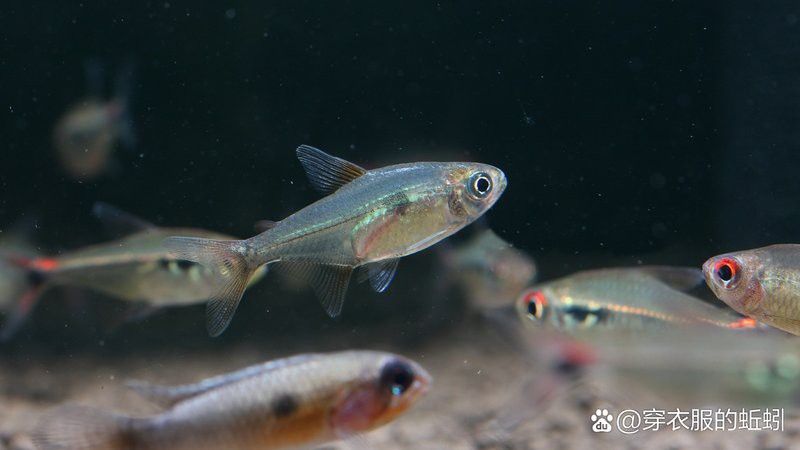 紅龍魚多久長(zhǎng)大（關(guān)于紅龍魚的生長(zhǎng)周期的一些詳細(xì)信息）