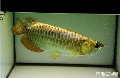 龍魚掉魚鱗怎么回事：龍魚掉鱗可能由多種因素引起，