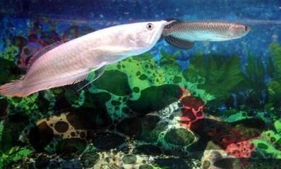 龍魚換水多了狀態(tài)不好：如何判斷龍魚是否適應水質，龍魚鰭片脫落的急救方法