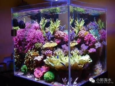 60的魚缸養龍魚最后會怎樣（60公分魚缸能養多少龍魚？）