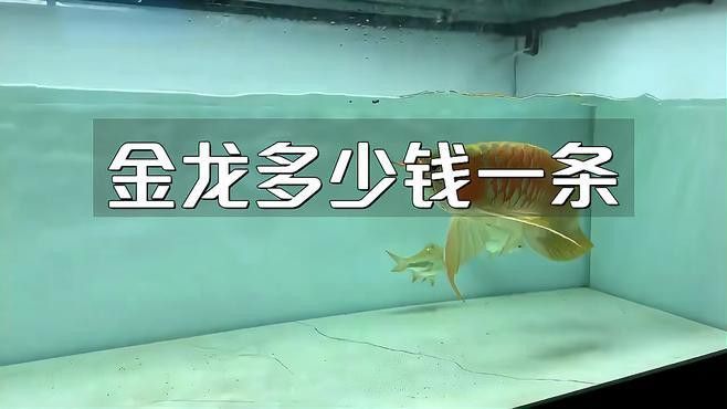 金龍魚如何應對市場價格波動？ 金龍魚如何應對市場價格波動？ 龍魚百科 第1張