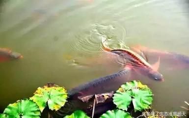 龍魚不愛游動吃食正常嘛：龍魚不愛游動但吃食正常可能是由于多種原因造成的
