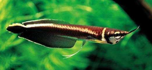 龍魚吃的食物多久消化吸收，：龍魚吃的食物多久消化吸收消化，龍魚吃的食物多久消化吸收