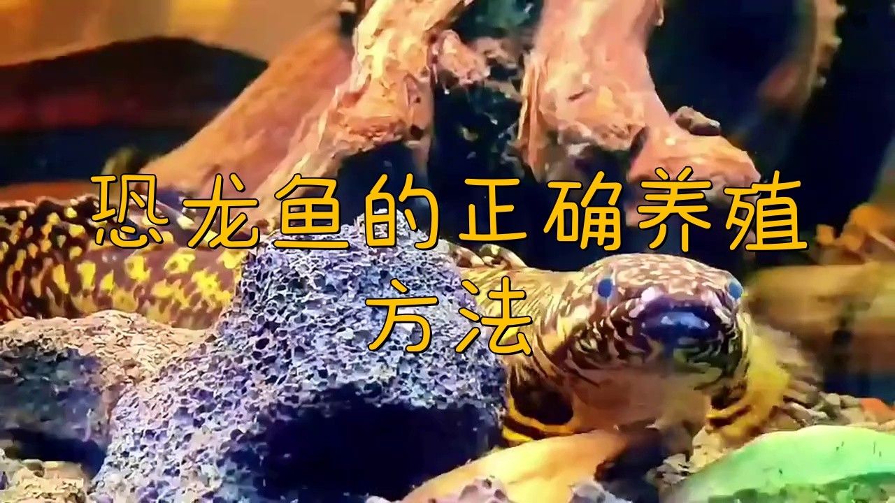 恐龍魚愛動嗎怎么養