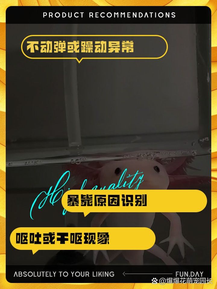 恐龍魚愛動嗎怎么養