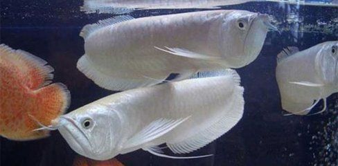 銀龍魚身體傾斜（銀龍魚身體傾斜可能由多種因素引起，養魚人士請注意）