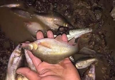 龍魚嘴上的須有什么作用：龍魚嘴上的須在中醫中的具體應用