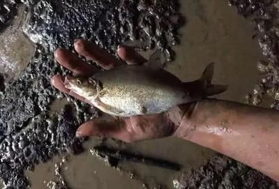 龍魚嘴上的須有什么作用：龍魚嘴上的須在中醫中的具體應用