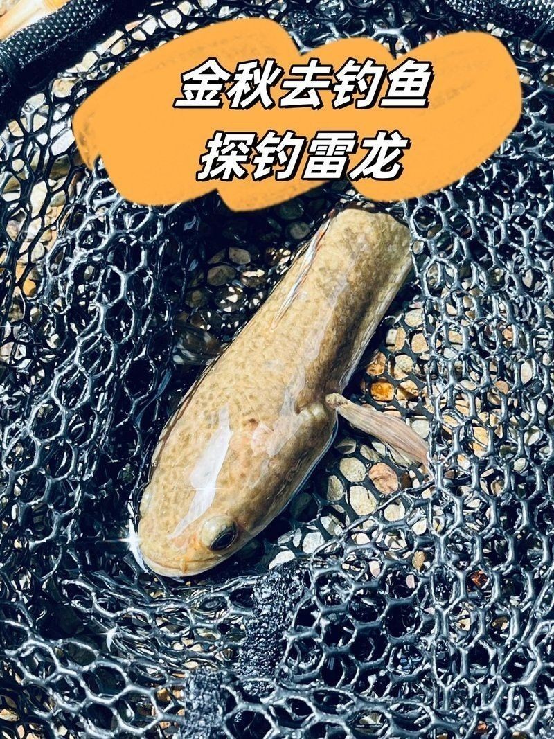 雷龍魚的最佳釣季是什么時候？