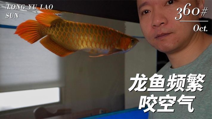 龍魚浮出水面咬空氣：龍魚浮出水面咬空氣可能是由多種因素引起的，主要包括多種因素