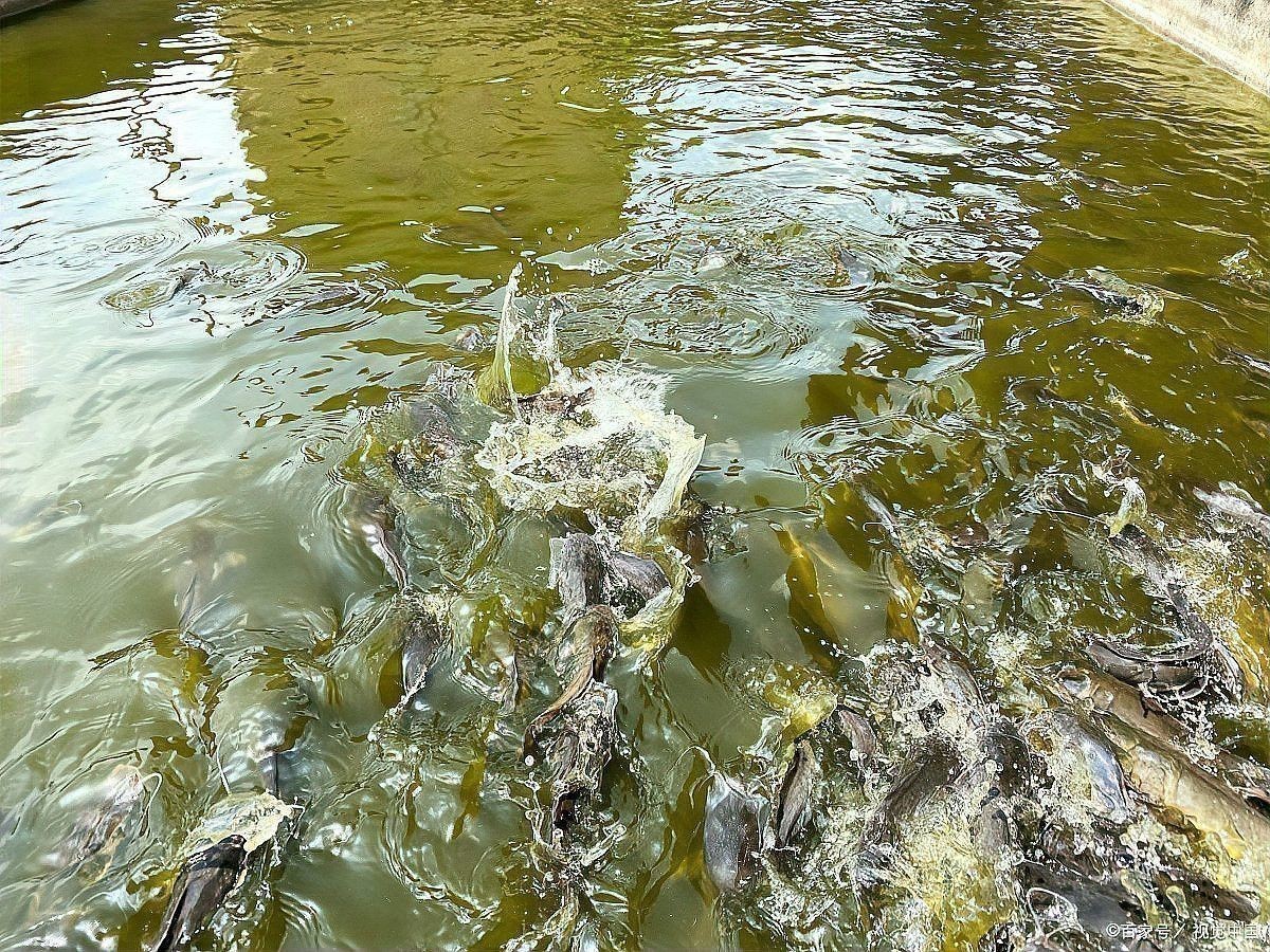 哪種特效藥對龍魚爛鰭最有效？