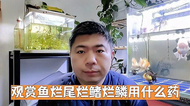 哪種特效藥對龍魚爛鰭最有效？