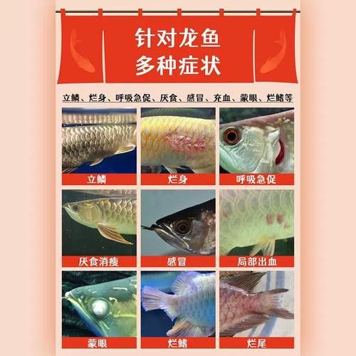 哪種特效藥對龍魚爛鰭最有效？