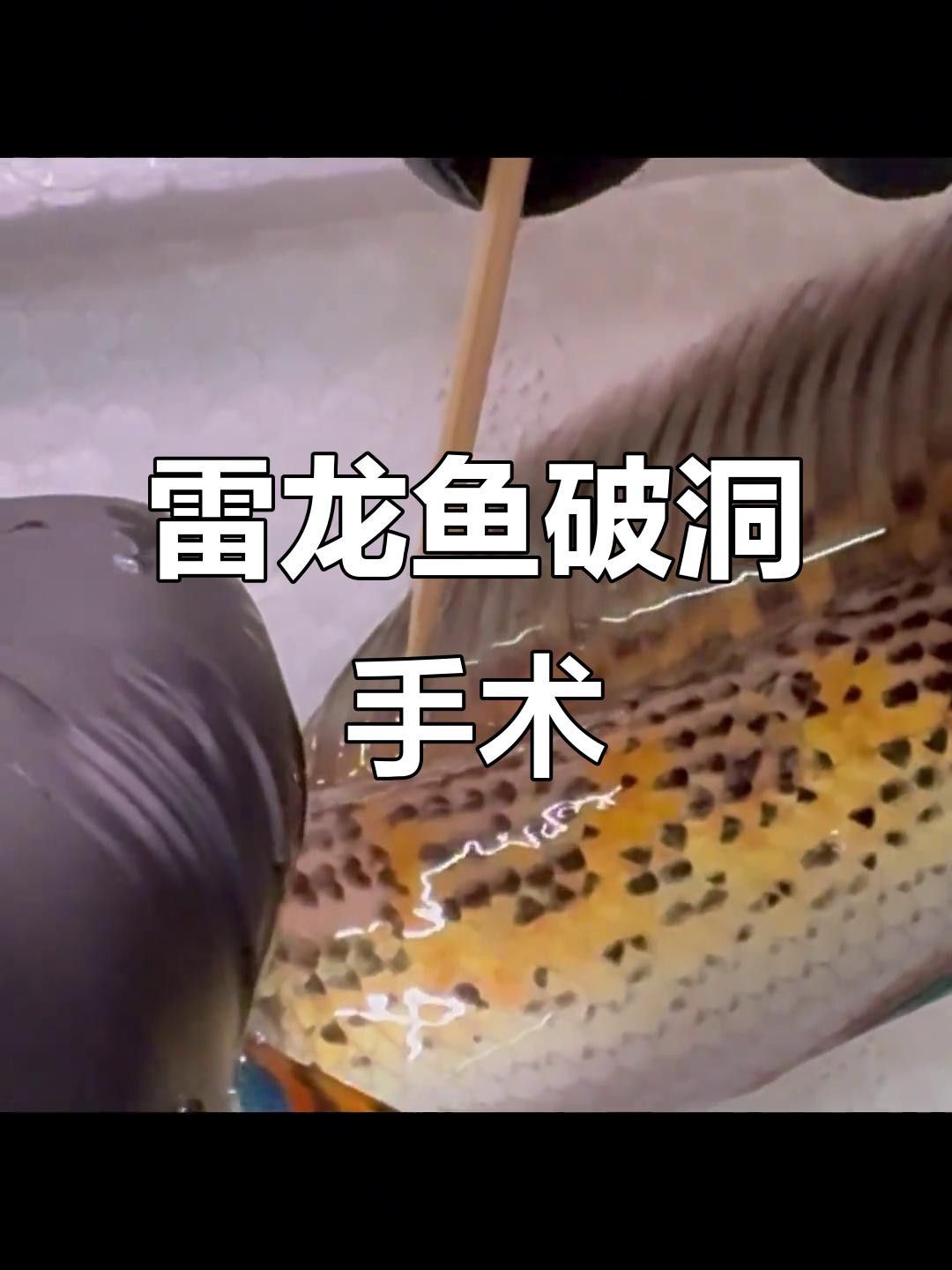 如何預(yù)防龍魚(yú)傷口感染