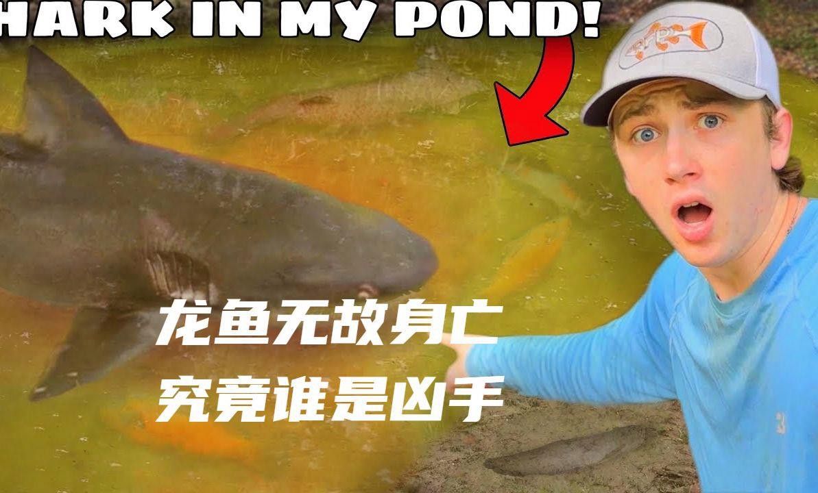 如何預防龍魚傷口感染