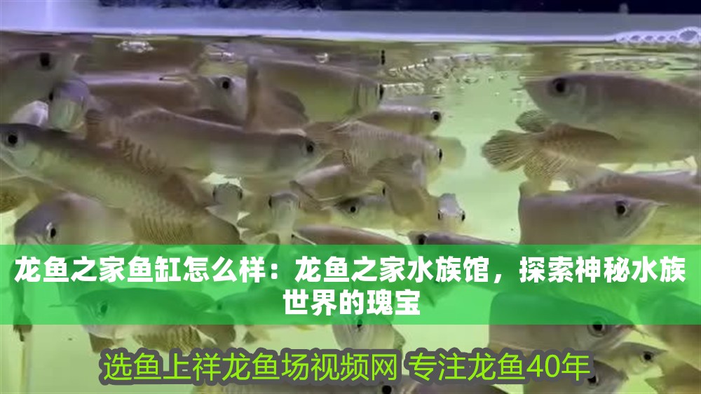 龍魚之家魚缸怎么樣：龍魚之家水族館，探索神秘水族世界的瑰寶