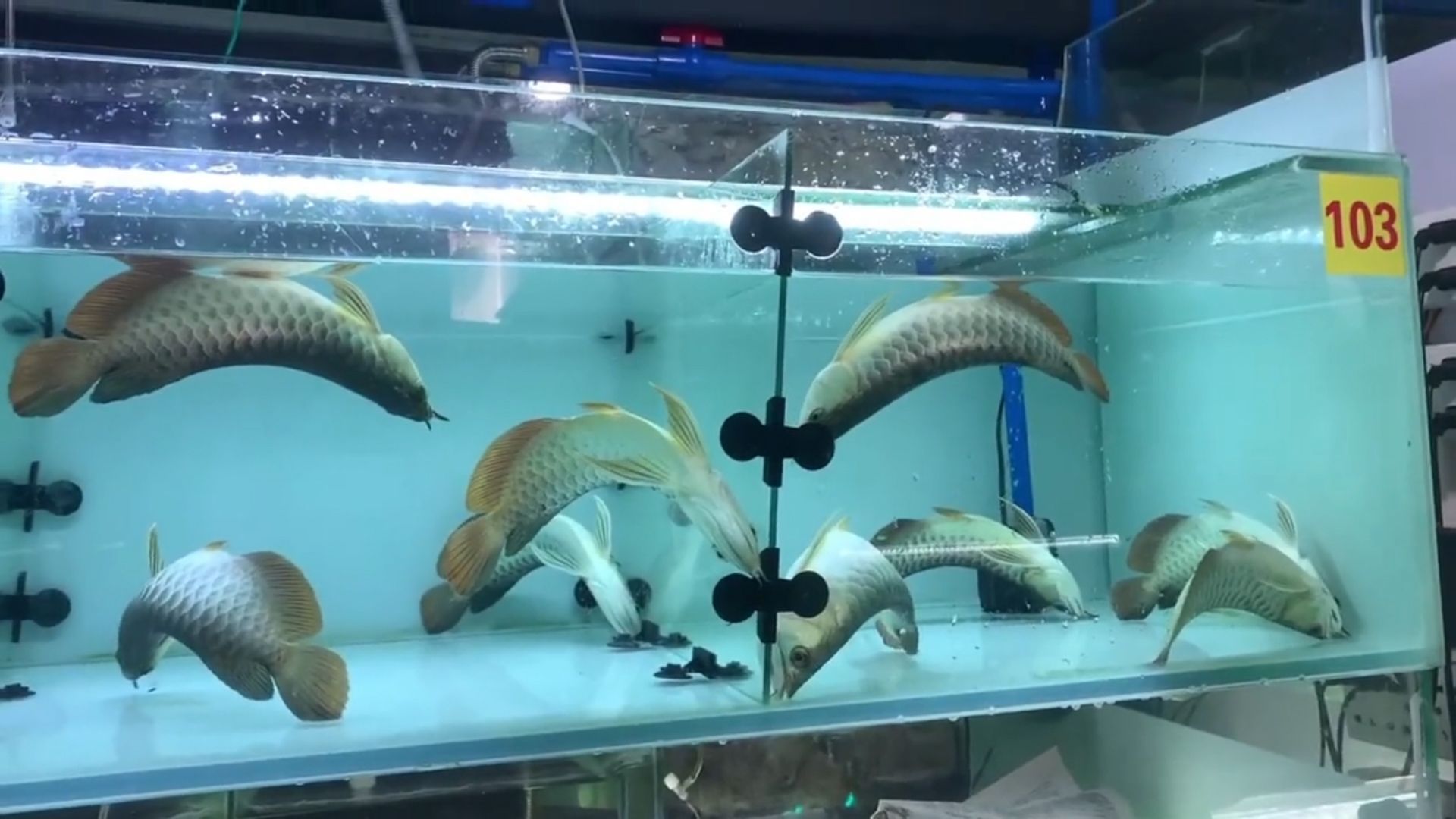 龍魚翻白肚怎么搶救：龍魚翻白肚后如何搶救
