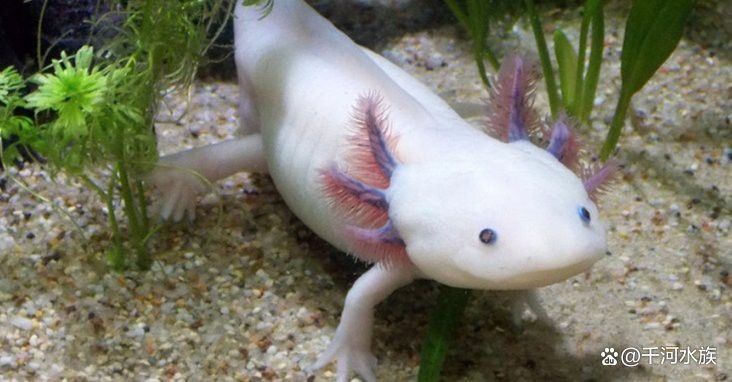 六角龍多久喂一次比較好？