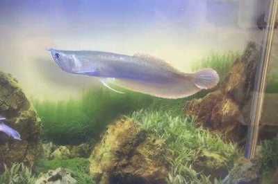 銀龍魚多少錢（銀龍魚價格因多種因素而異）