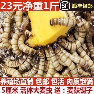 紅龍魚喂了三年大麥蟲：紅龍魚營養均衡飲食方案