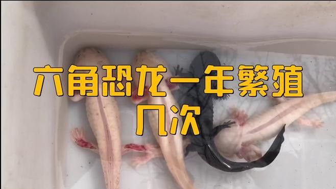 六角恐龍魚多久繁殖一次？